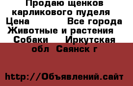 Продаю щенков карликового пуделя › Цена ­ 2 000 - Все города Животные и растения » Собаки   . Иркутская обл.,Саянск г.